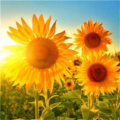 随遇而安🌻🌸🍎