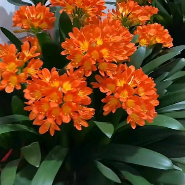 萌果先生家庭农场巜小翠》