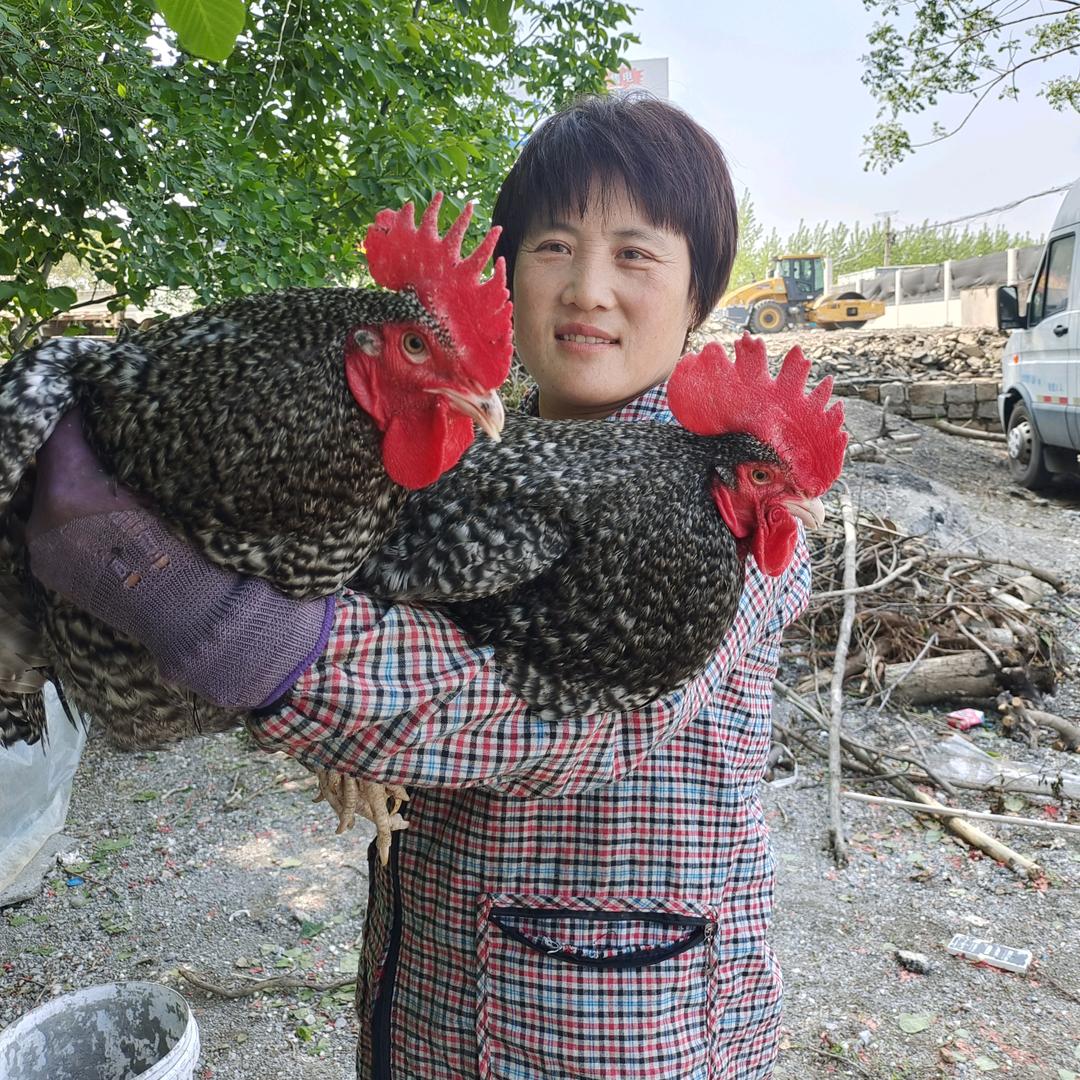 幸福农家生活