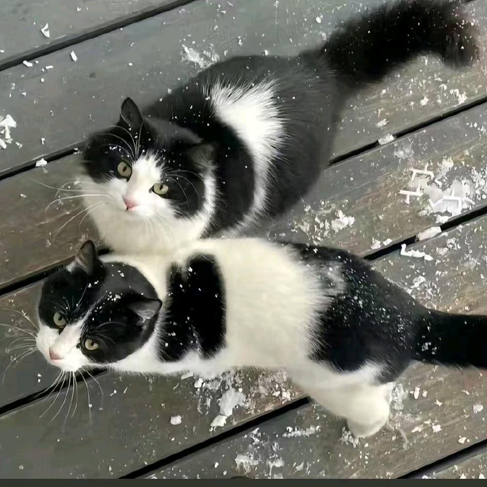 [葑]ە꧁꫞꯭無心無肺꫞꧂ە