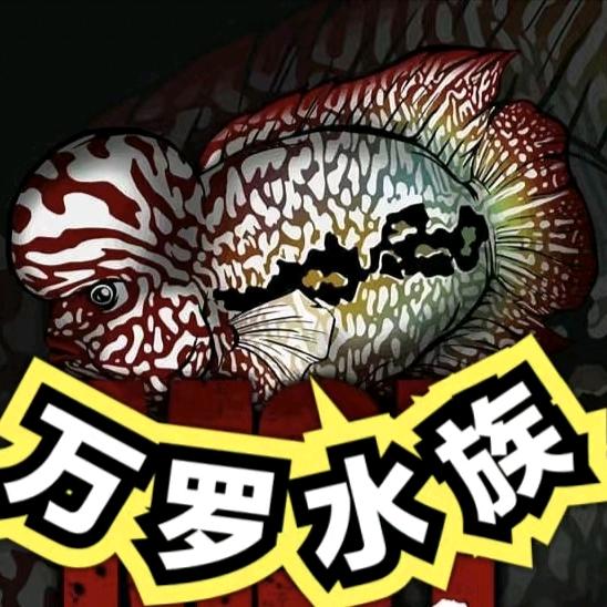万罗水族馆罗汉鱼的头像