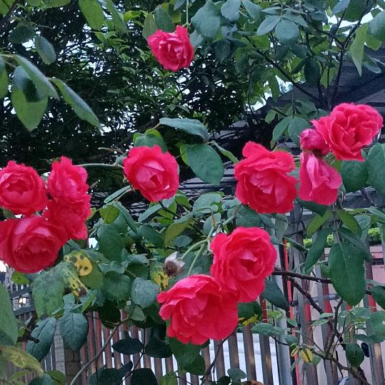 向阳花开