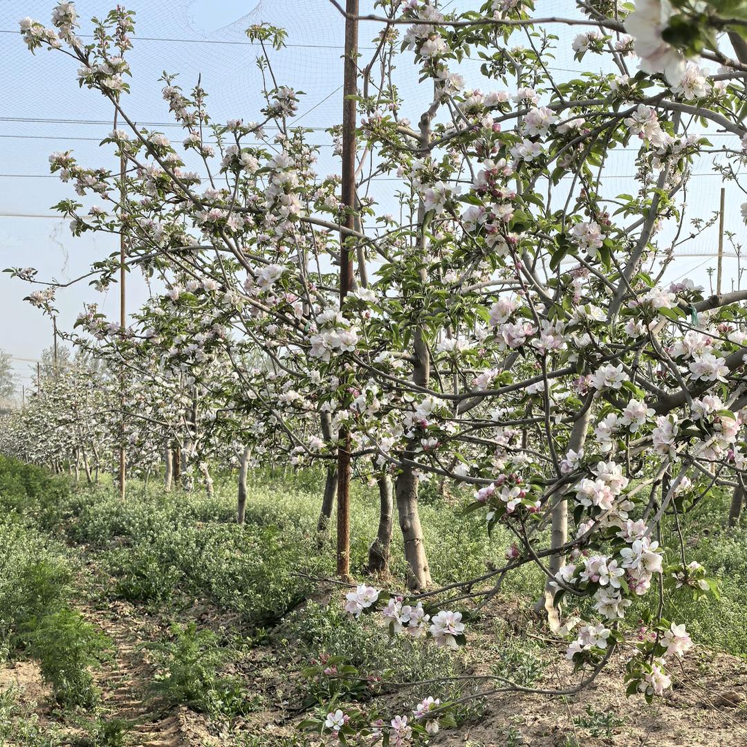 贺福农场百亩鲁丽苹果园
