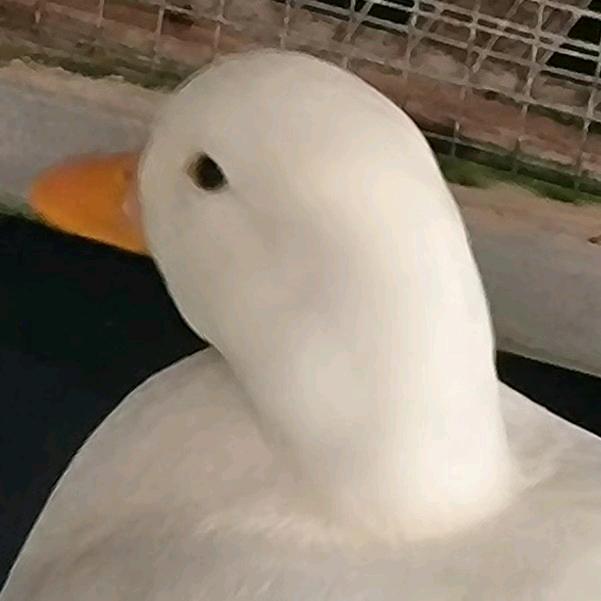 麻辣鸭翅膀
