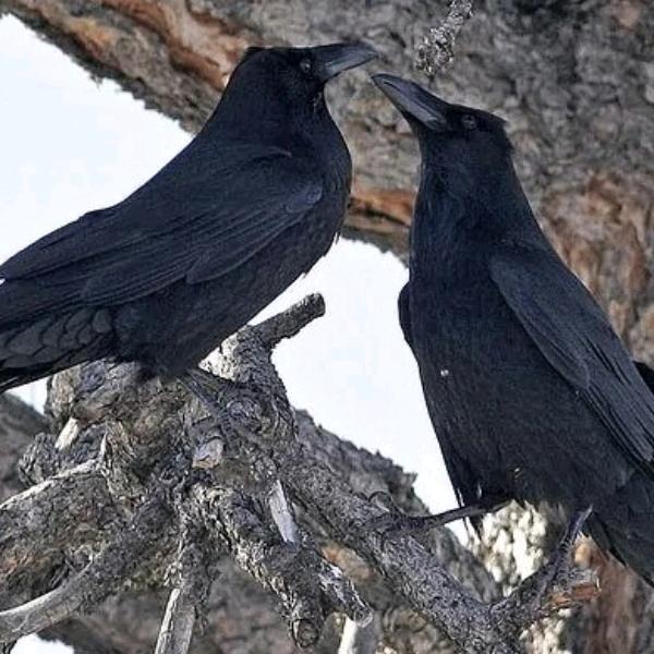 渡鸦鹊桥（肥鸦版）