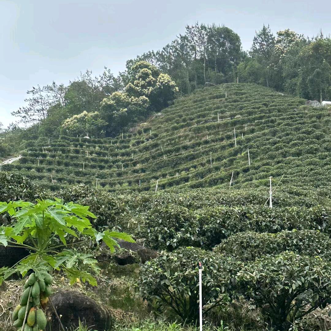 亿韩江茶园