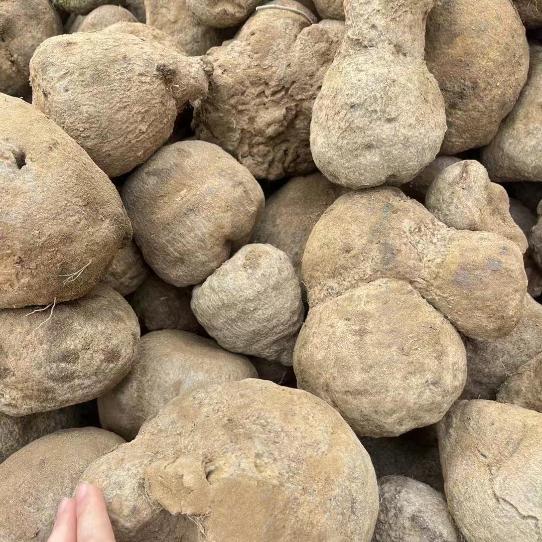 小枫红心薯良购销部