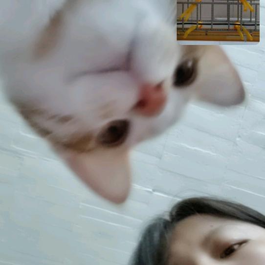 栀