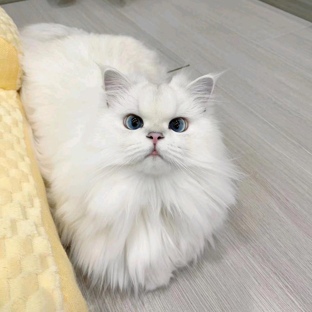 凉小栀