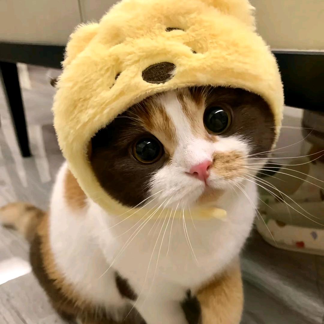 ✧꒰ 吉吉 ꒱✩