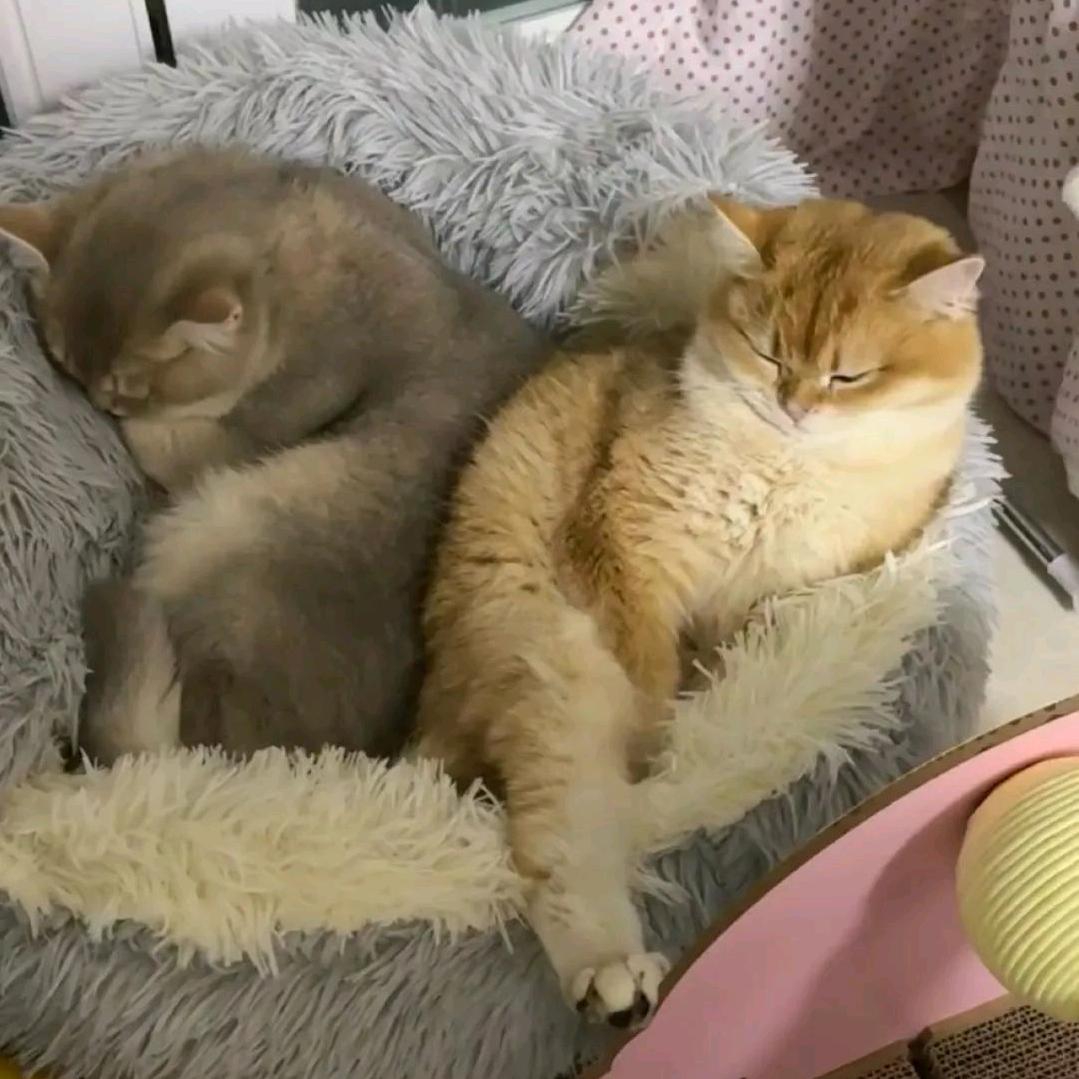 张哥