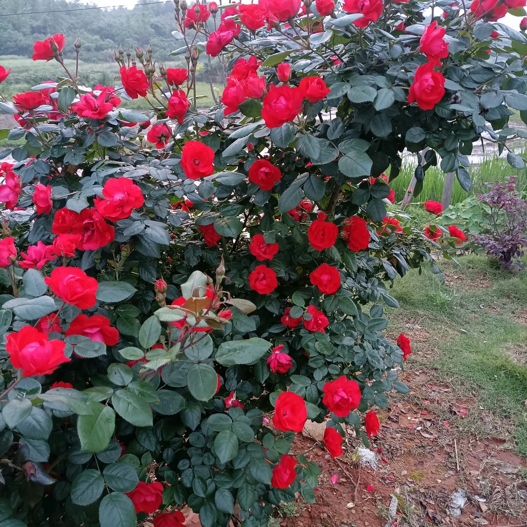 永远不懂我74年9月14日虎🐅🌹🌹