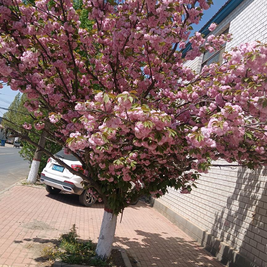 裸唱