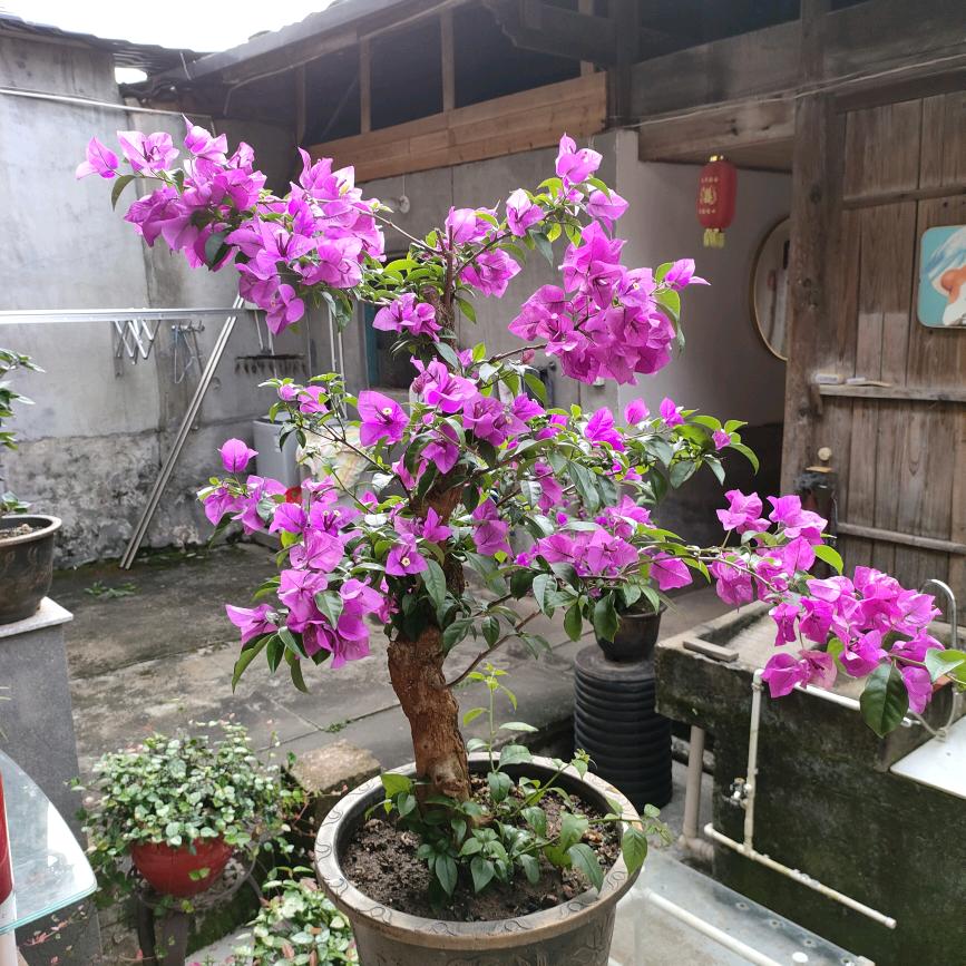 飘云