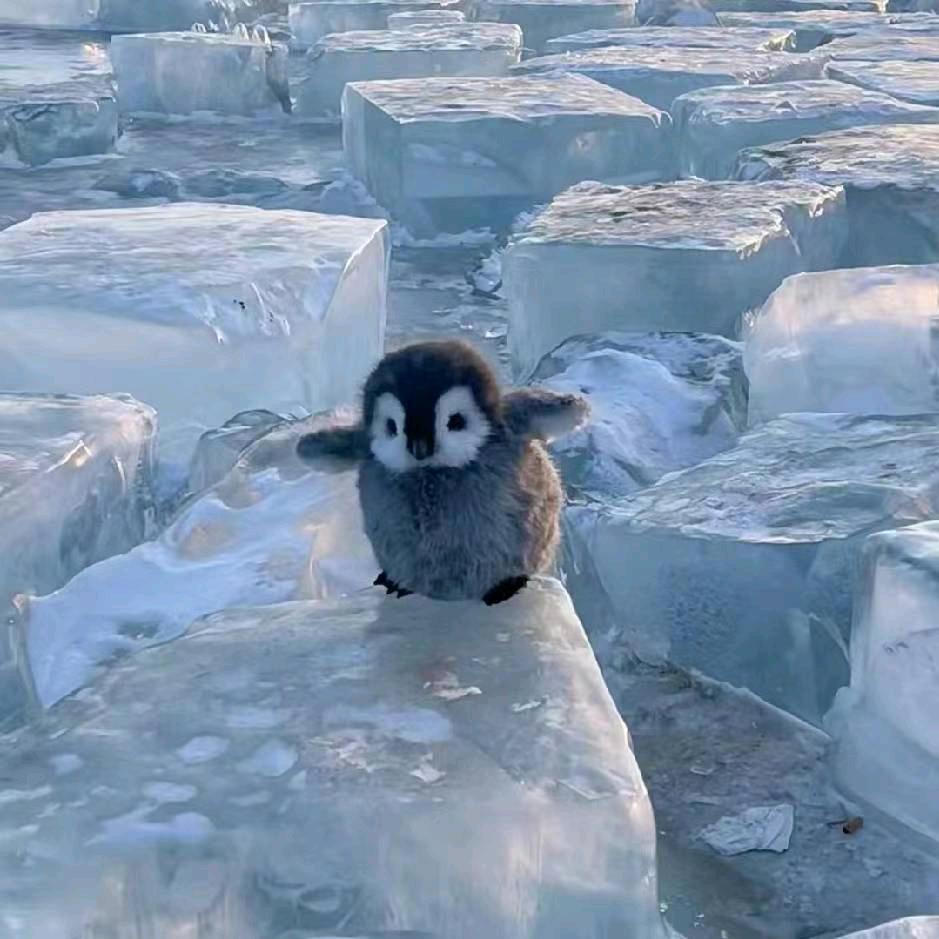 小企鹅（三角洲行动）
