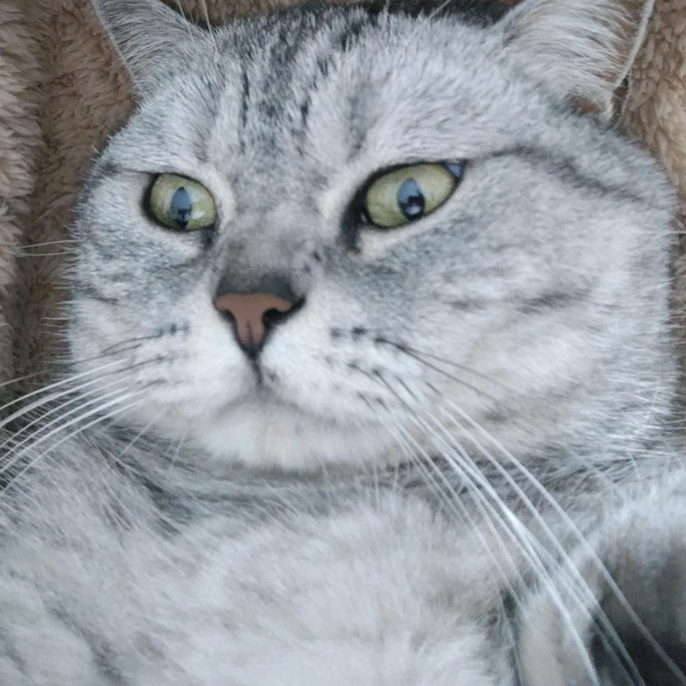 小猫堡