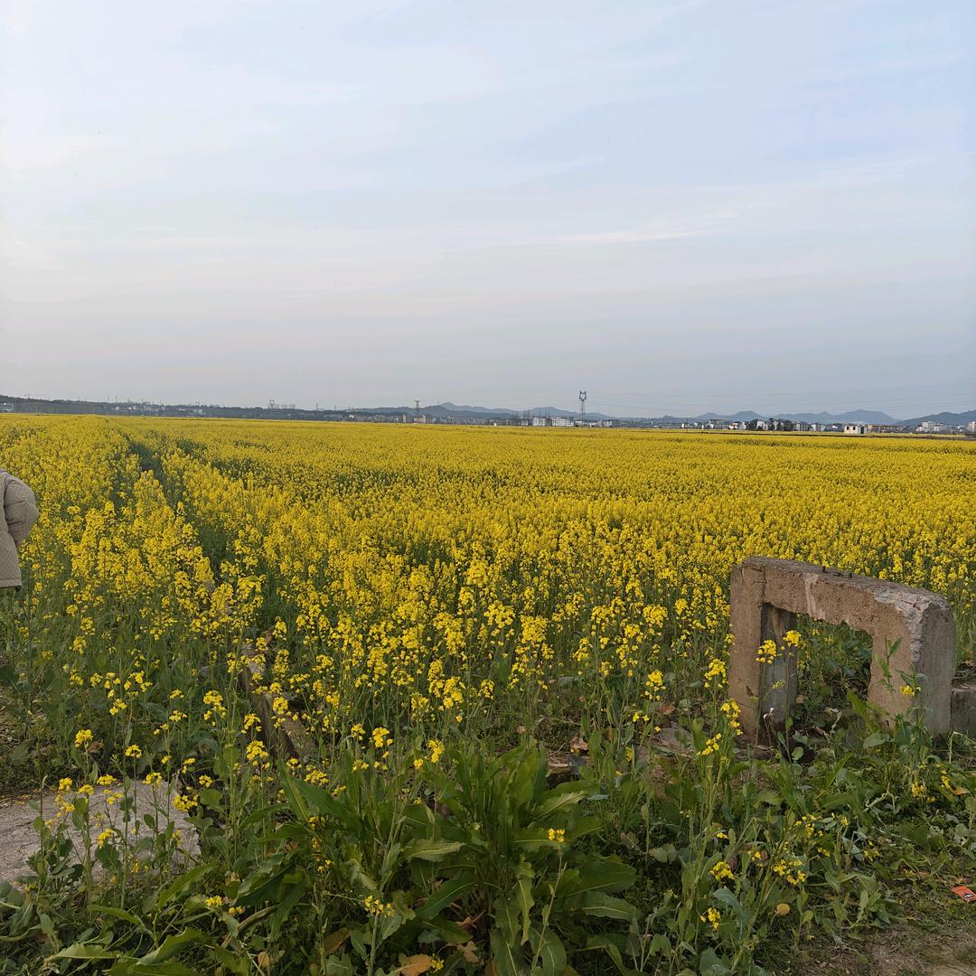 小芳