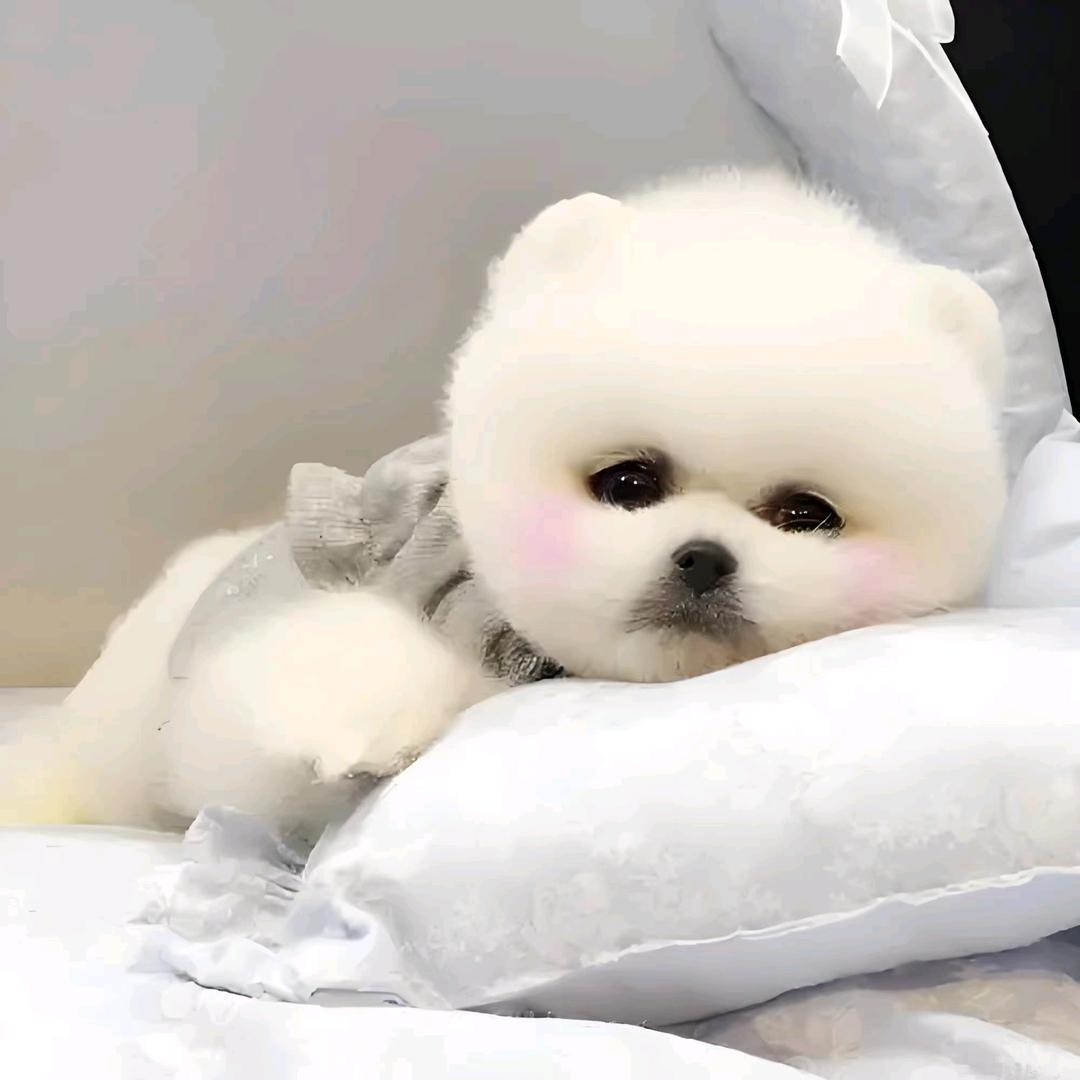 武汉优宠宠物