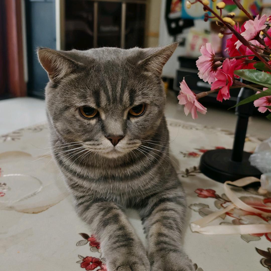 有脾气的小肥猫