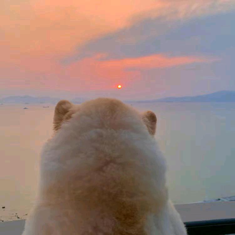 @小清（首播中）