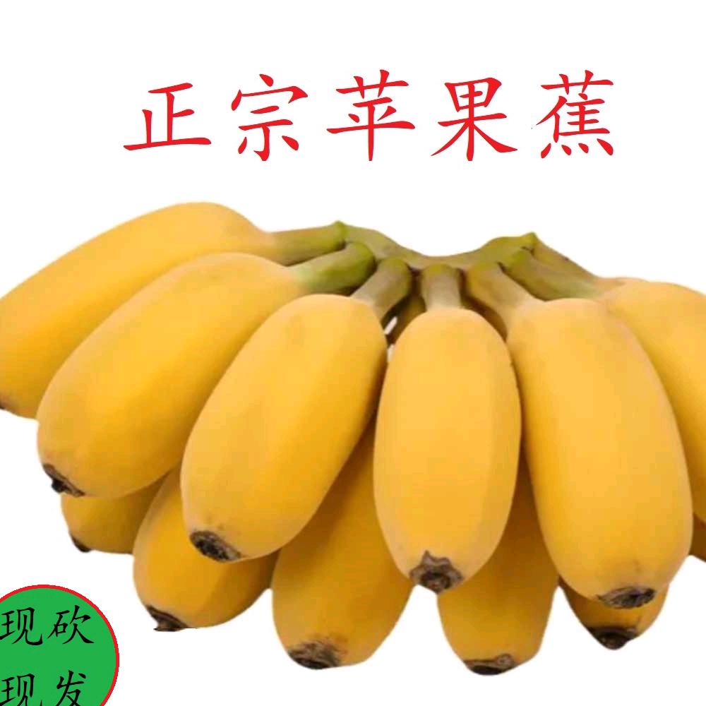 广东湛江徐闻蔬菜水果基地