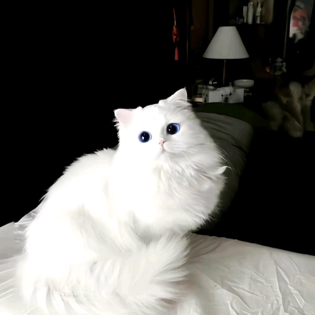 祈愿