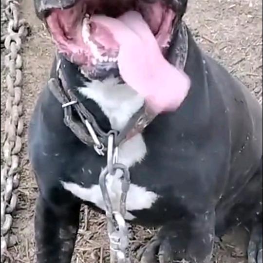 🐯¹⁹⁸⁶.₀₅.₂₁方圆百里℘࿐