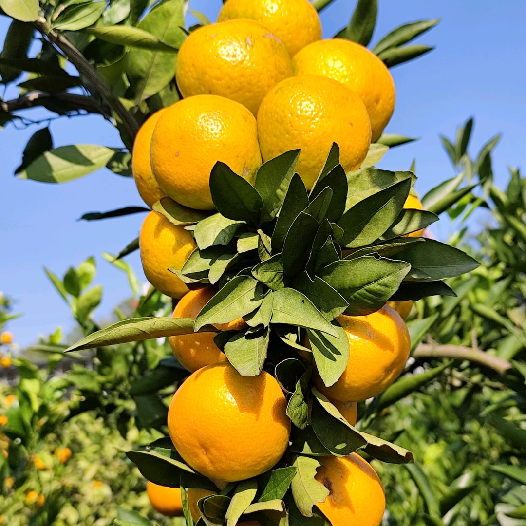 郑老五柑橘种植