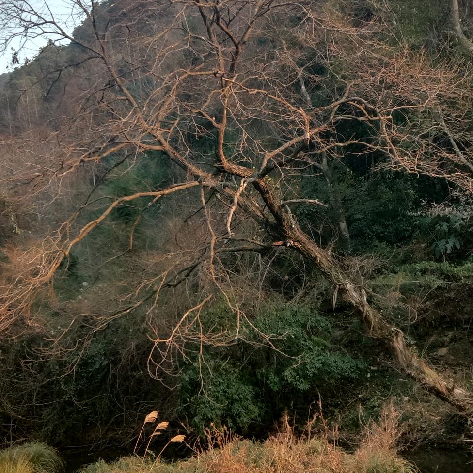 芸梦知秋