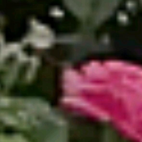 朵朵