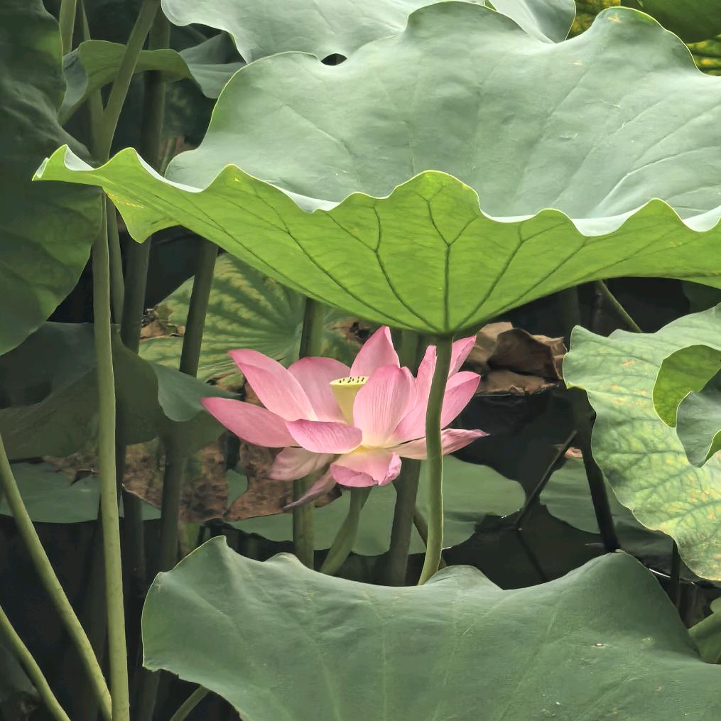 西湖赏荷
