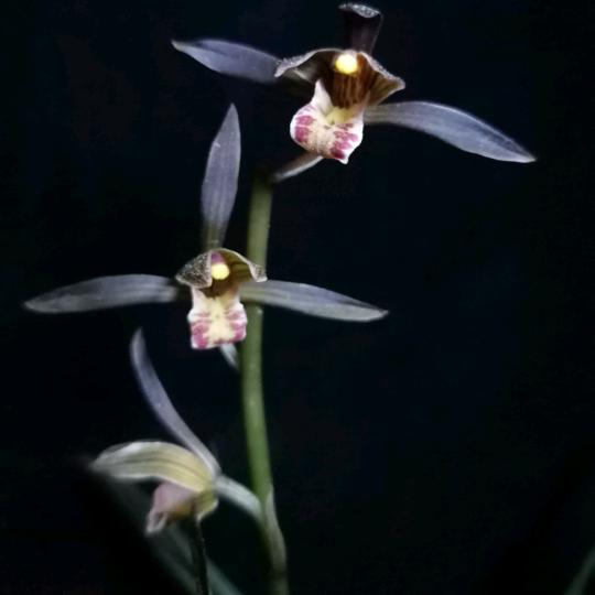 (❁🌗🈚️🈚️🌓❁)