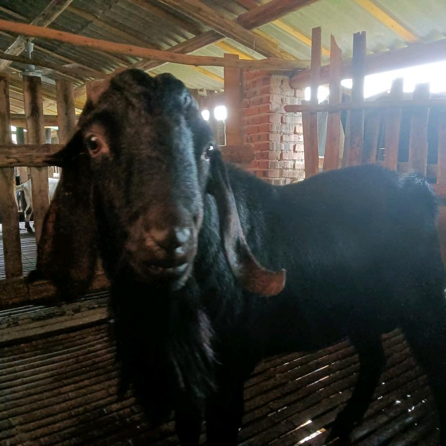 威远县新场镇航聆家庭农场