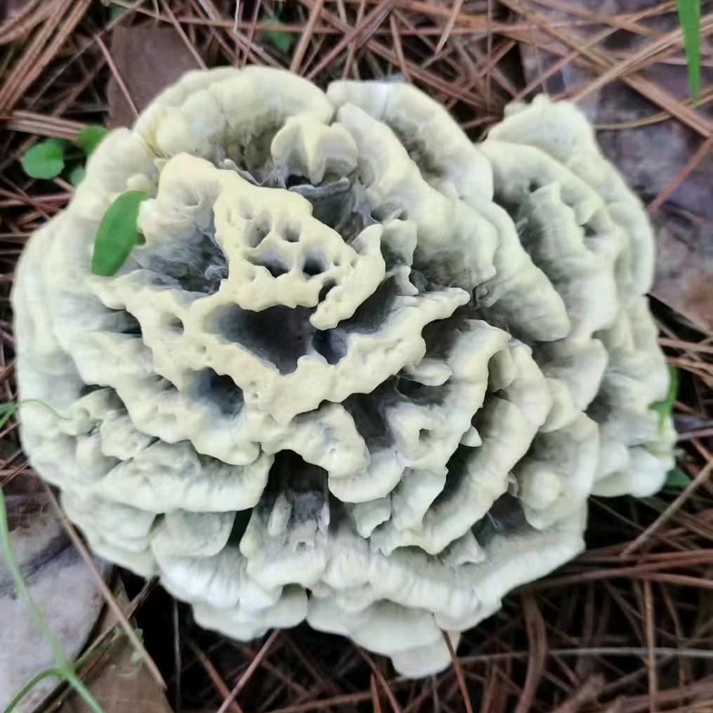 雨枫