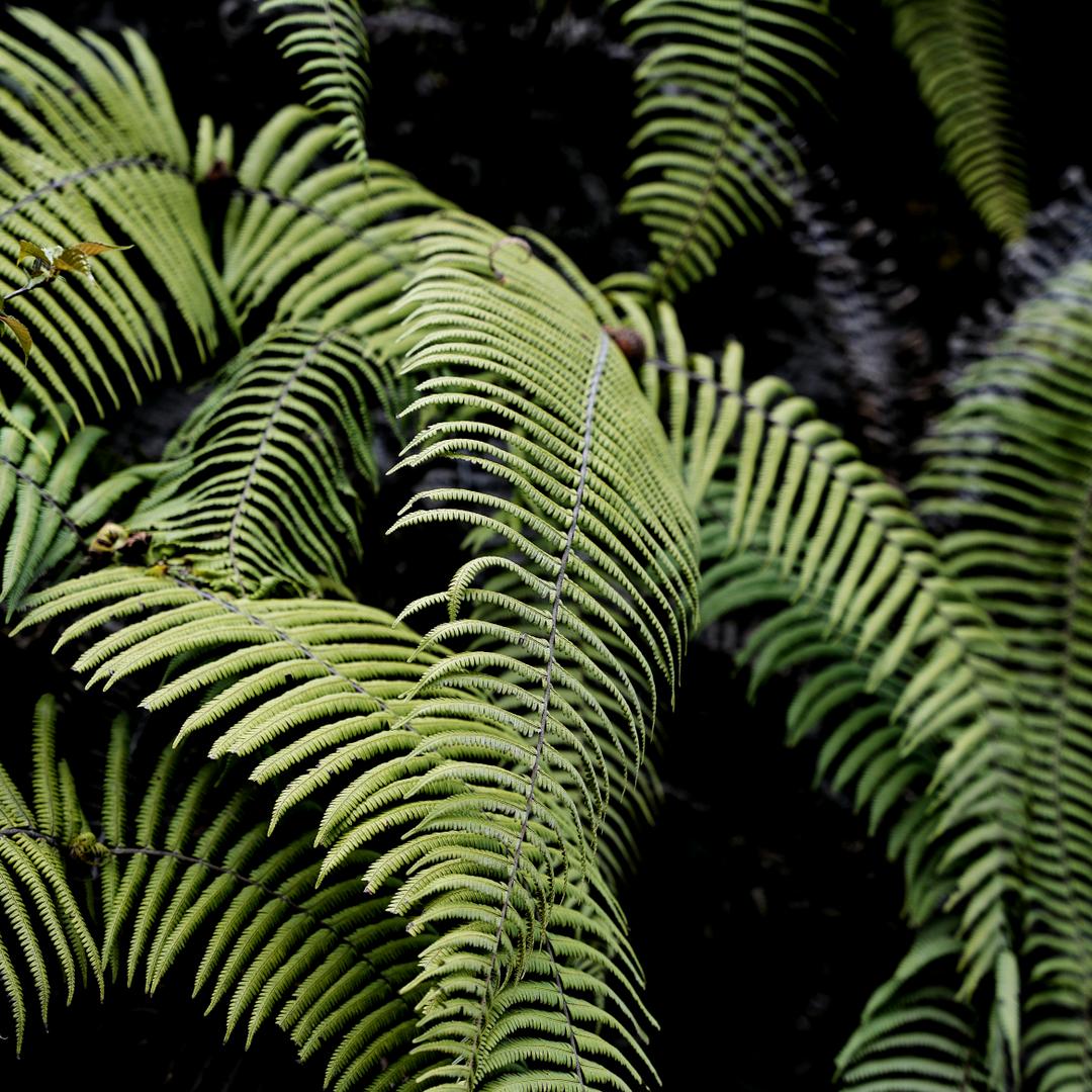 国周和他朋友们的普洱茶