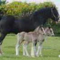 🍎🍎执着🍓🍓