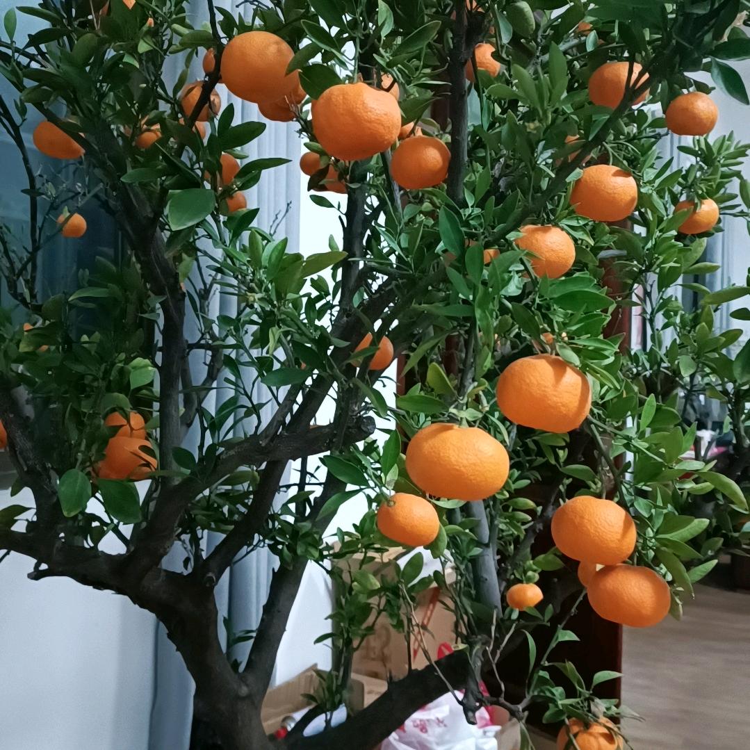 明天会更好