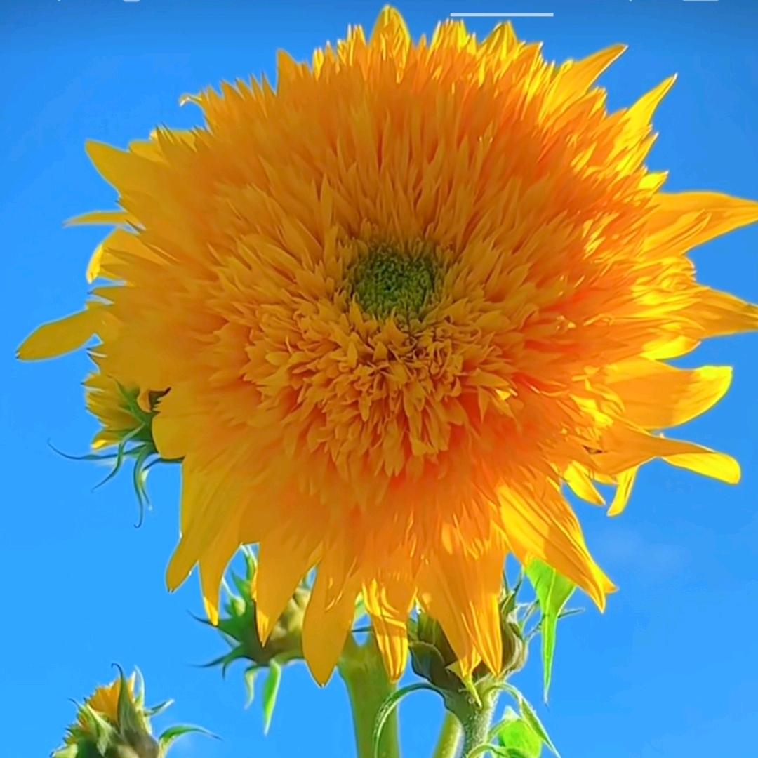 🎀芙蓉🎀🍀🍀