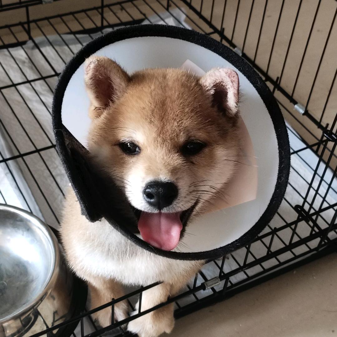 阿旺今天也好乖