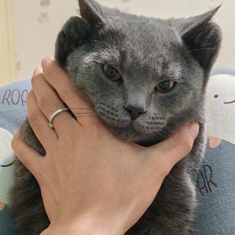 家有豆包和团子