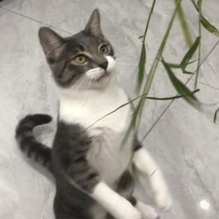 小猫宙斯