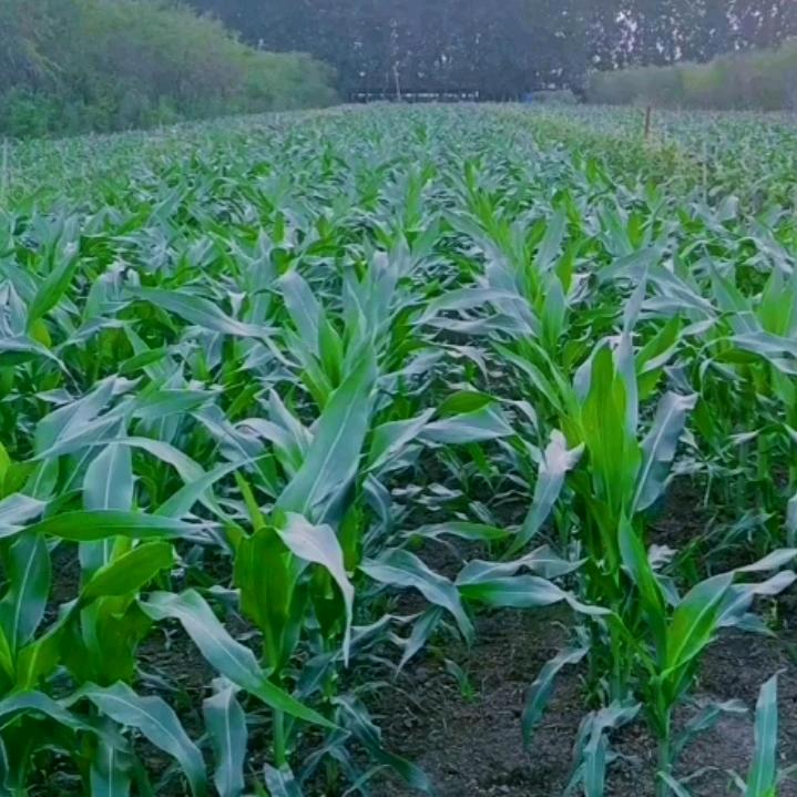 @🇨🇳夏天的雨