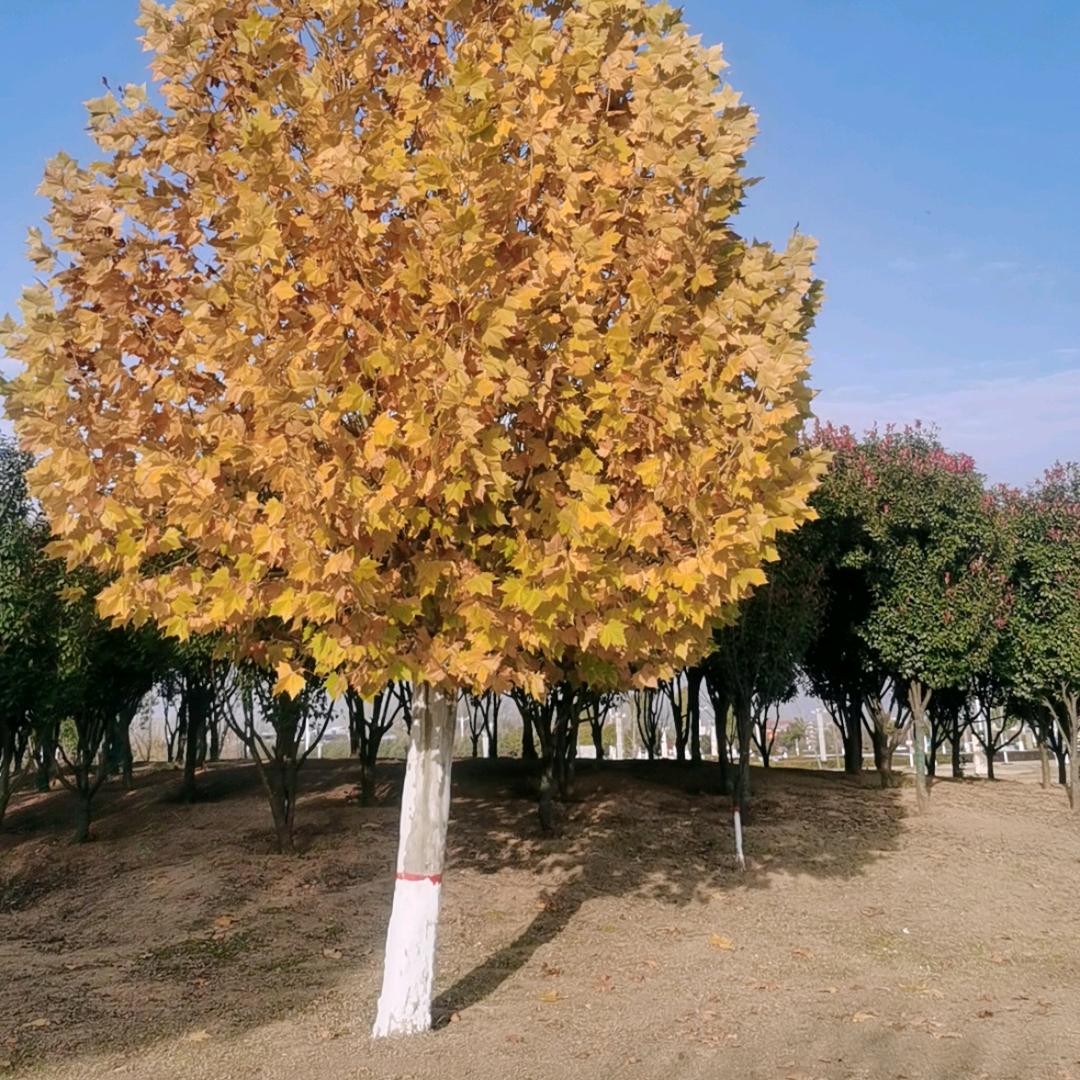 별 혀 를 내 두 른 YAN