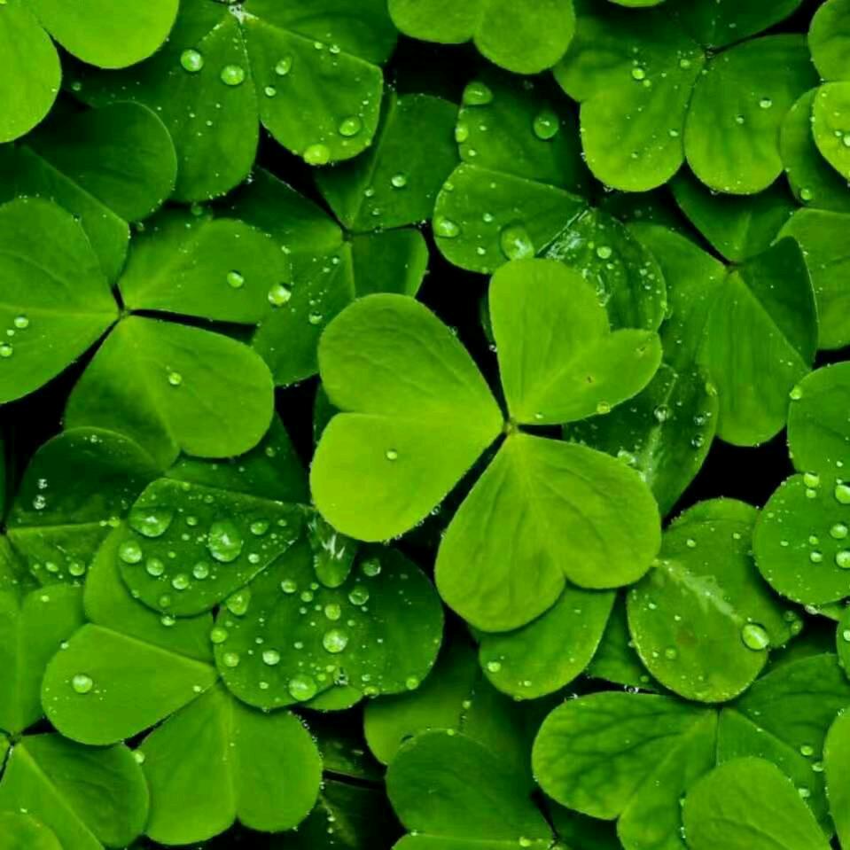 福运源冻品配送