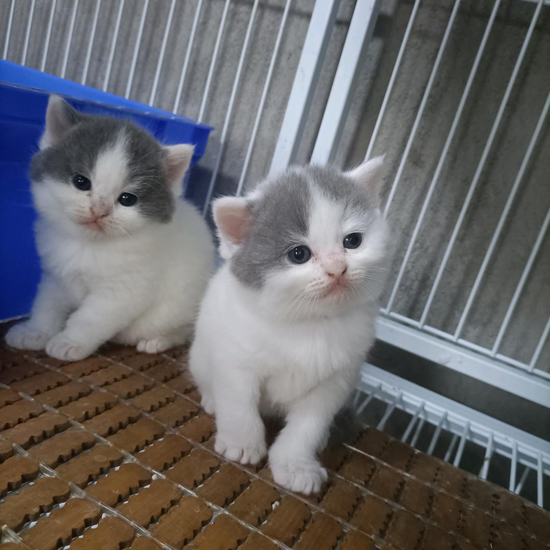 泸州飞龙猫舍(小号)