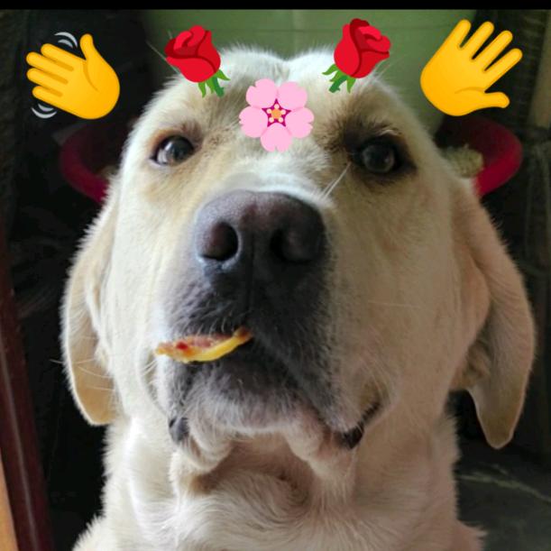 🐶甜筒困了