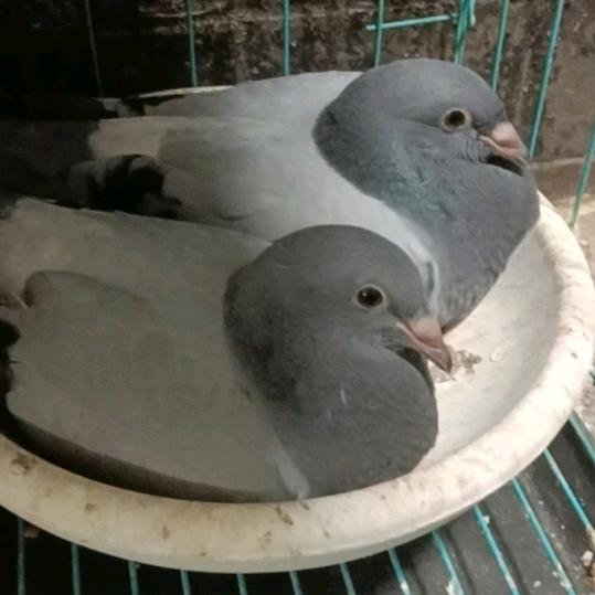 河南小伙，支小胖