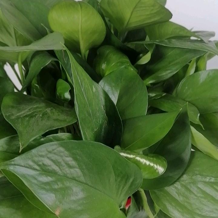 LaoBi超爱玩