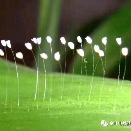 红红火火