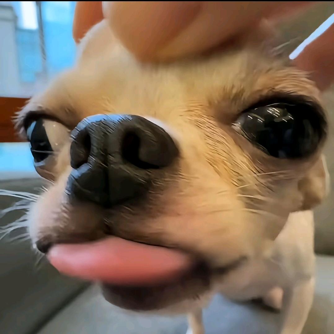 cheese. pulito（求推荐